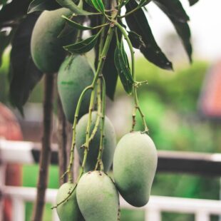 Arbres fruitiers