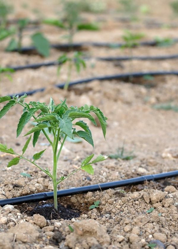 Système d'irrigation goutte à goutte