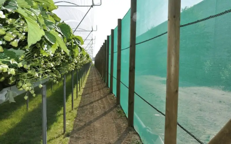 brise-vent agricole