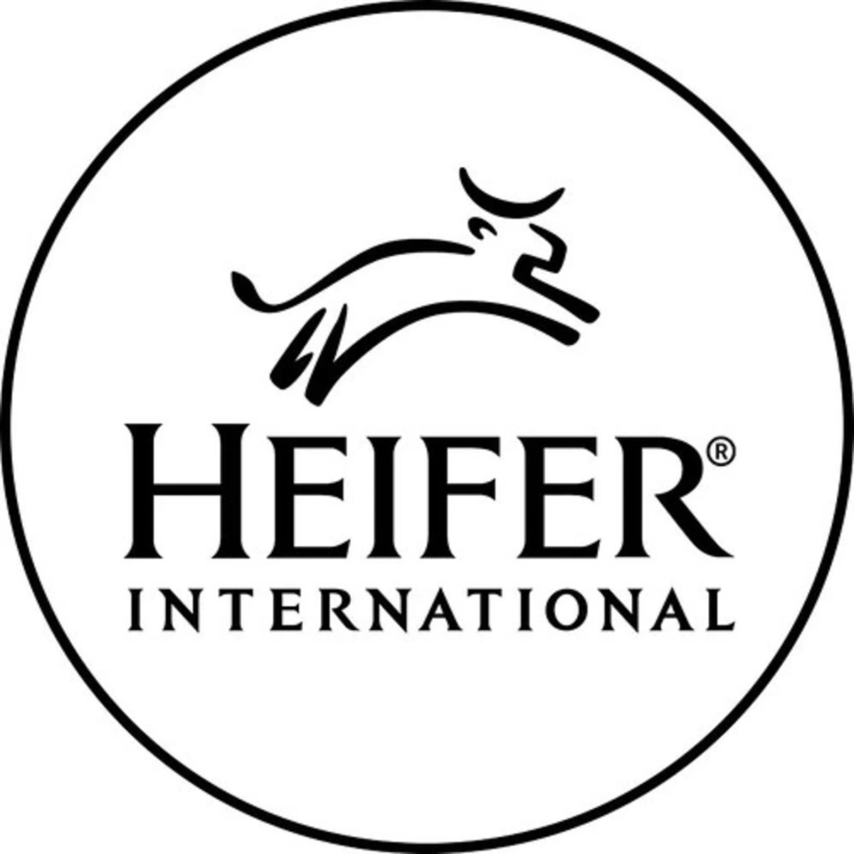 heifer