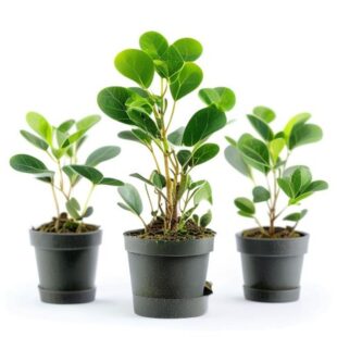 Plantes médicinales