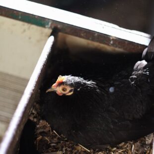 Aviculture