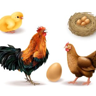 Aviculture