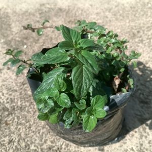 Menthe sauge