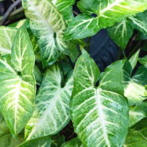 Patte d’oie (Syngonium podophyllum)