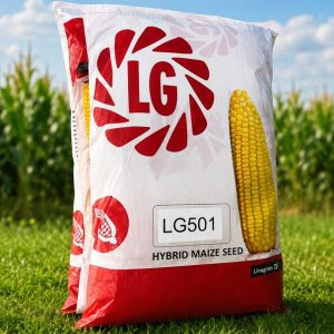 Sac de semences de maïs marqué LG501 et Limagrain, illustré d'un épi jaune, devant un champ de maïs