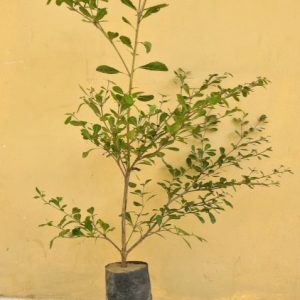 Terminalia Mantaly