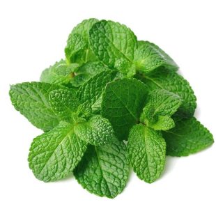 La menthe