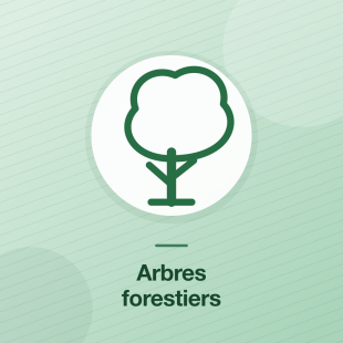 Arbres forestiers et d'ombrage