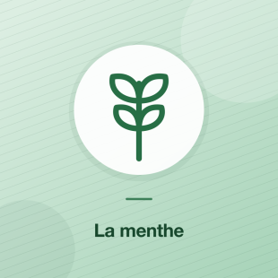 La menthe