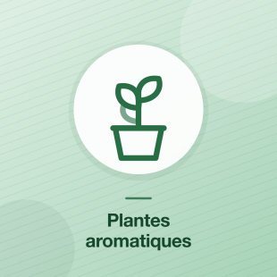 Plantes aromatiques et condimentaires