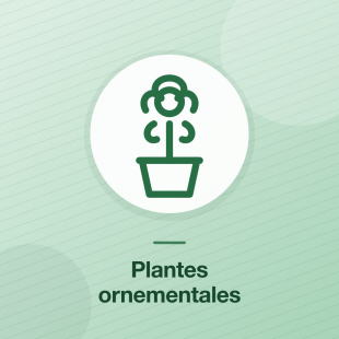 Plantes ornementales