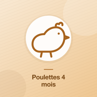 Prête à pondre 4 mois